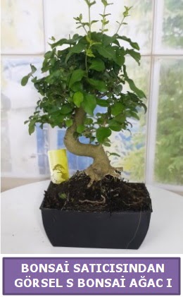 S dal erilii bonsai japon aac  Antalya Melisa iek sat 