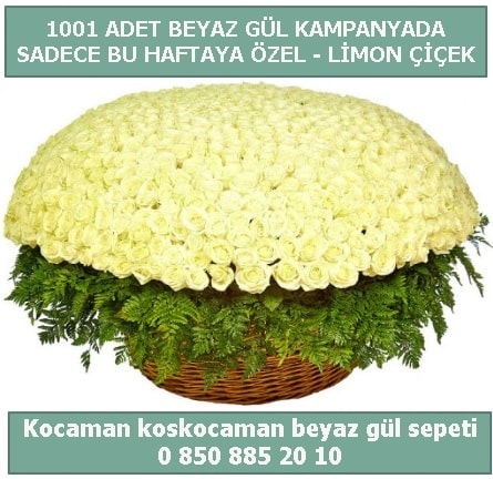 1001 adet beyaz gül sepeti özel kampanyada  Antalya Melisa çiçek gönderme sitemiz güvenlidir 
