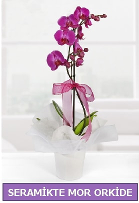 Seramik içerisinde birinci kalite tek dallı mor orkide  Antalya Melisa Melisa İnternetten çiçek siparişi 