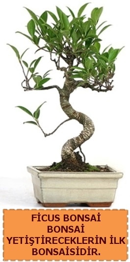Ficus bonsai 15 ile 25 cm arasndadr  Antalya Melisa iek yolla 