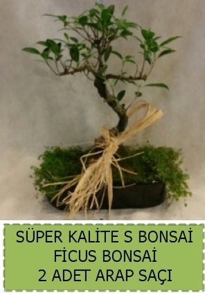 Ficus S Bonsai ve arap saçı  Antalya Melisa çiçekçi telefonları 