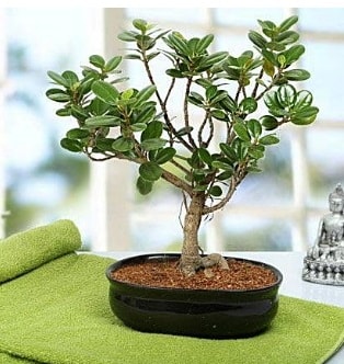 Lovely Ficus Iceland Bonsai  Antalya Melisa anneler gn iek yolla 