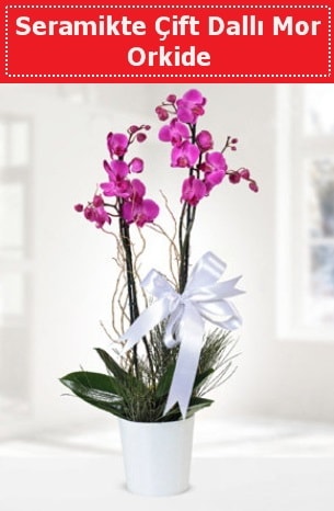 Seramikte Çift Dallı Mor Orkide  Antalya Melisa anneler günü çiçek yolla 
