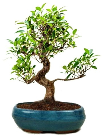 25 cm ile 30 cm aralığında Ficus S bonsai  Antalya Melisa çiçek gönderme sitemiz güvenlidir 