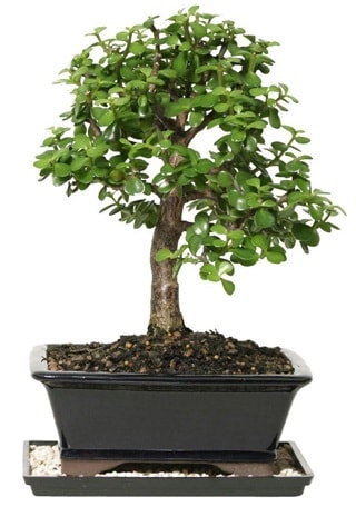 15 cm civar Zerkova bonsai bitkisi  Antalya Melisa iek siparii sitesi 